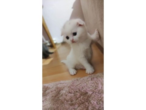 Son yavrularım british longhair