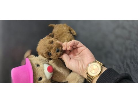 Toy poodle dişi erkek yavrumuz