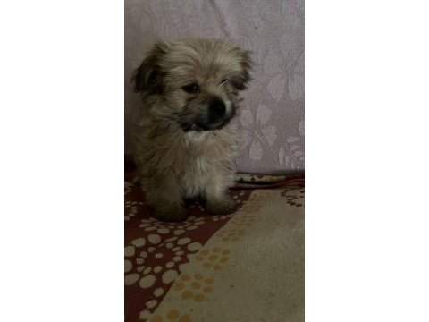Yorkienese terrier