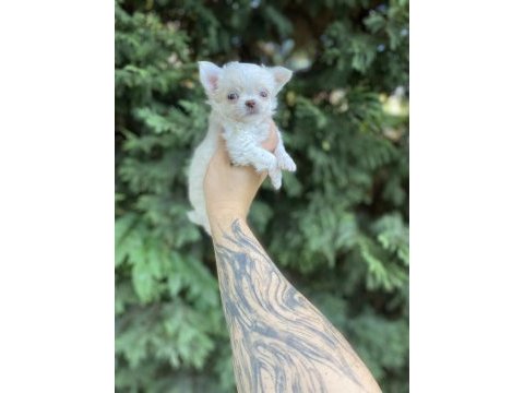 Irkının en ufak boyutunda teacup şivava yavrular