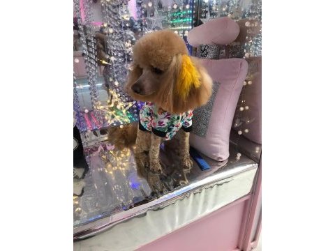 Şecereli toy poodle anneden yavrular