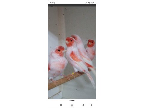 Üst düzey almozaik kaanryalar