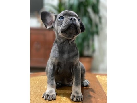 Egzotik french bulldog bebekleri