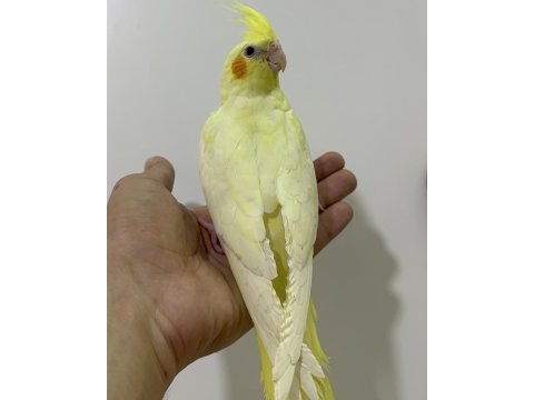Eğitimli yavru sultan papağanları