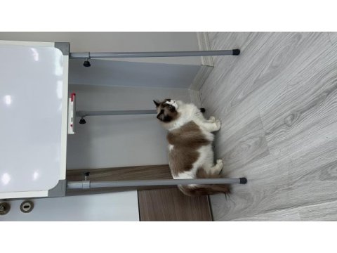 Şecereli ragdoll kızımız yeni yuvasını arıyor