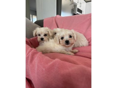 Kore maltese