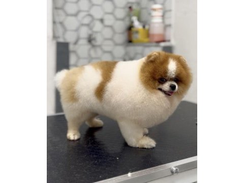 Gökçe pomeranian boo