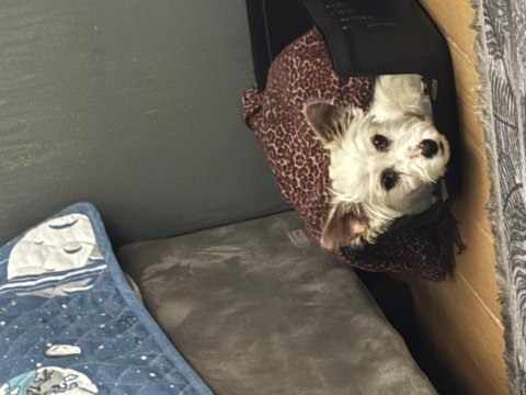 Maltese terrier 4,5 aylık