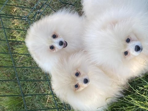 Orjinal ayı surat tilki surat pomeranian boo bebekler