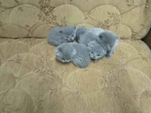 Ankara 4 aylık kediler