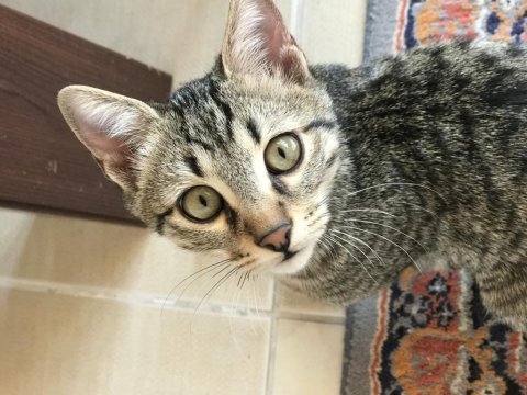 5 aylık yakışıklı tekir oğlan