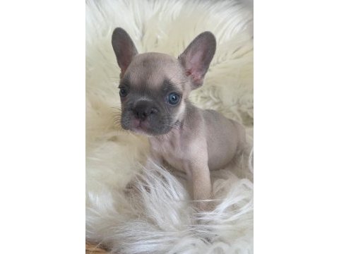 Exotic renk french bulldog yavrularım