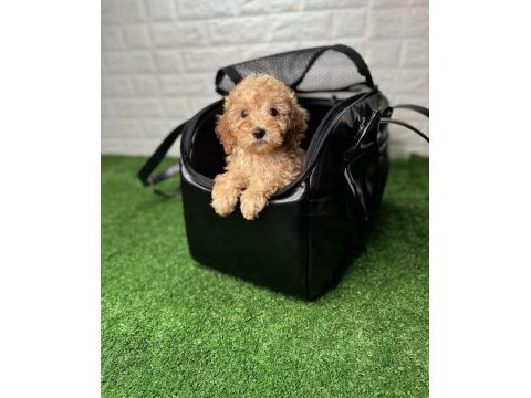 Çanta dolusu maltipoo yavruları