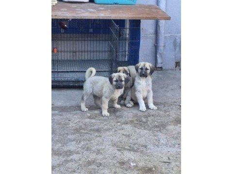 Orijinal safkan kangal yavrular