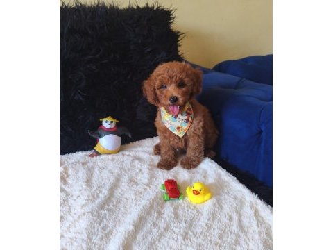 Peluş bir erkek poodle