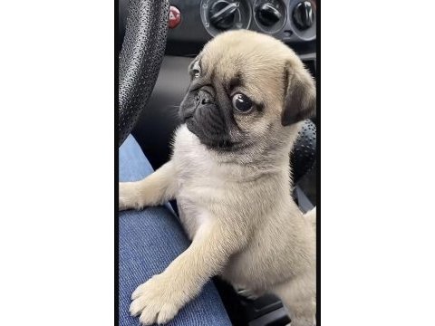 Pug safkan köpeğimiz