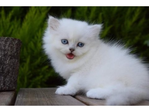 Silverpoint longhair dişi
