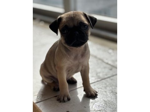 Pug bebekler