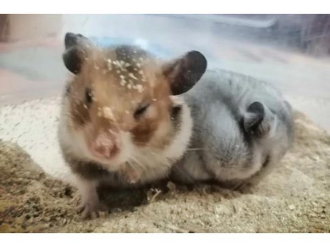 Suriye hamsterı