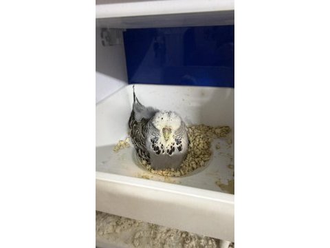 Yumurta yavru garantili show jumbo takım muhabbet kuşu