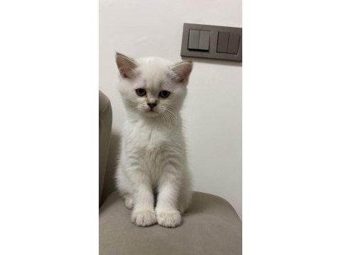 Safkan british shorthair yavrular