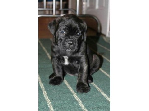 Safkan cane corso