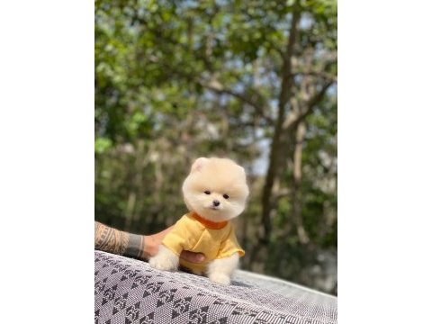 Tatlı pomeranian yavrularımız