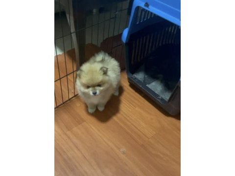 Pomeranian boo yavrularımız