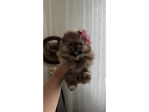 Süslü pomeranian kızlar