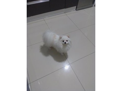 10 aylık pamuk spitz