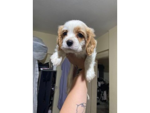 Irk ve sağlık garantili cavalier king charles prenseslerim