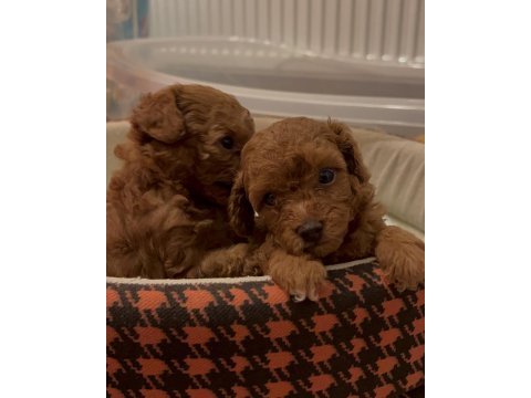 Toy poodle redbrown yavrular