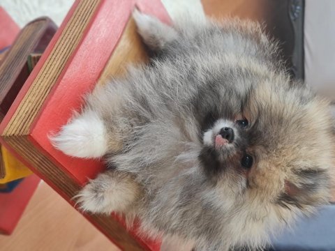Pomeranian boo köpeği