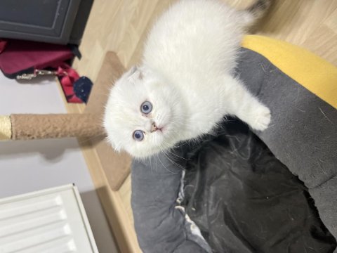 Saf kan scottish fold