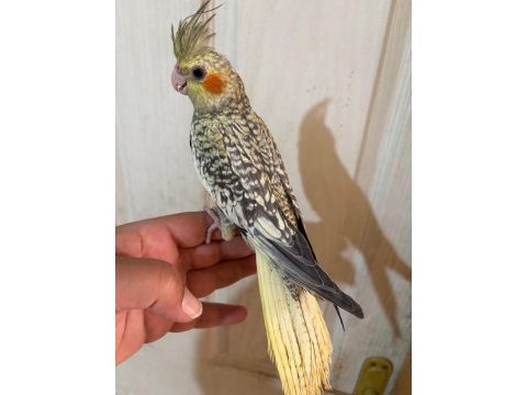 50 günlük kusursuz pearl sultan papağanı bebek