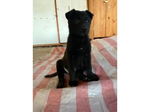 A+ anne babadan erkek dişi belçika malinois yavrular