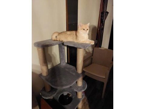 British shorthair golden 1 yaşında dişi