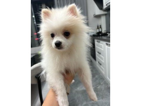 A kalite pomeranian boo