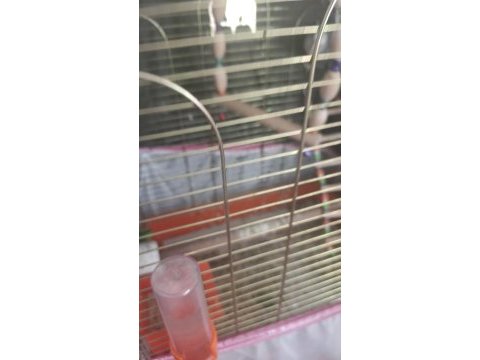Sevda papağanı 5 aylık