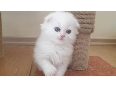 1 scottish fold ve 1 british yavru