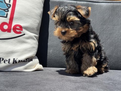 Show kaite tea cup yorkshire terrier yavrumuz