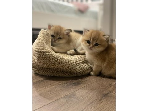 British shorthair golden