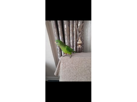 Barraband papağanı 7 aylık