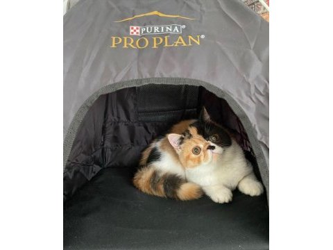 Exotic shorthair 5 aylık