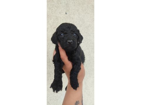 Siyah poodle inci gibi güzellikler