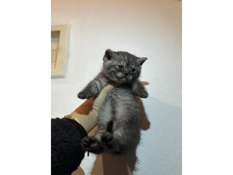 British shorthair kedisi