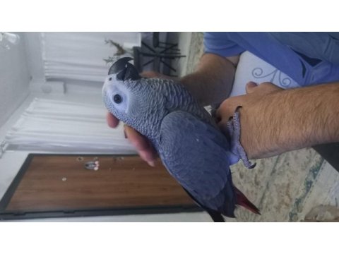 Tatlı bebek jako papağanı 4 aylık