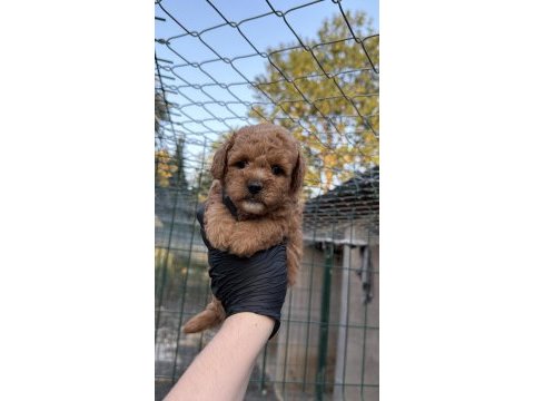 Poodle yavrumuz yeni yuvasını arıyor
