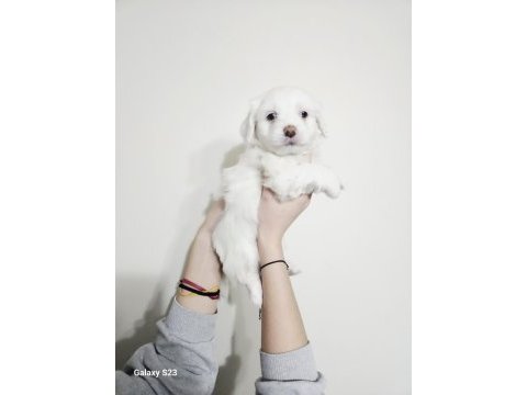 Maltese minikler