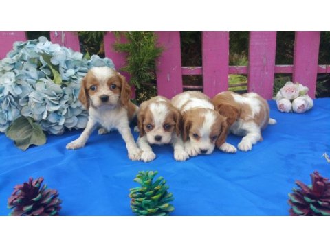 Çok sevimli cavalier king charles yavrularımız